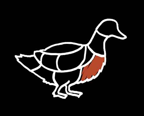 Magret canard fumé croquis